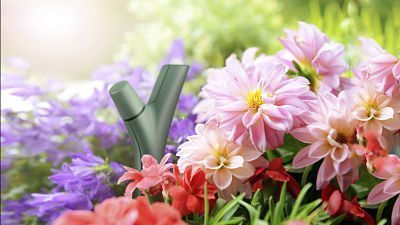 PicutreSpring ParrotFlower Power opt